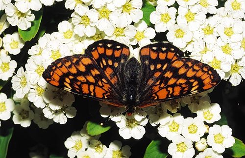 Scarce fritillary